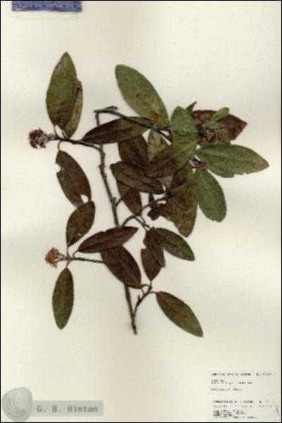 URN_catalog_HBHinton_herbarium_25122.jpg.jpg
