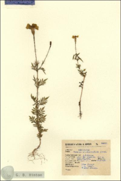 URN_catalog_HBHinton_herbarium_14663.jpg.jpg