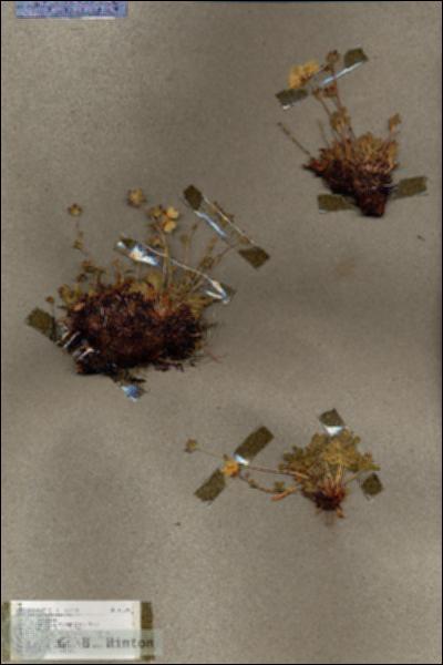URN_catalog_HBHinton_herbarium_17329.jpg.jpg