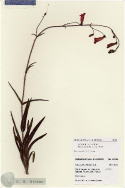 URN_catalog_HBHinton_herbarium_28104.jpg.jpg