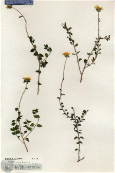 URN_catalog_HBHinton_herbarium_20848.jpg.jpg