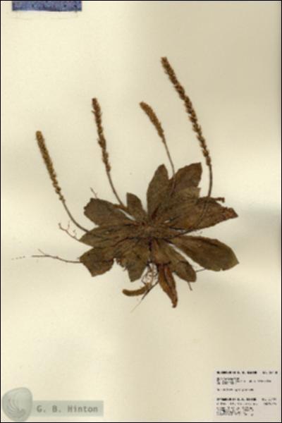 URN_catalog_HBHinton_herbarium_22458.jpg.jpg