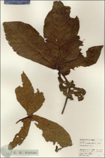URN_catalog_HBHinton_herbarium_24635.jpg.jpg