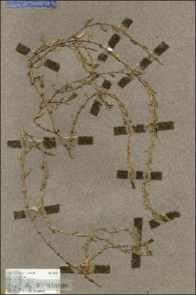 URN_catalog_HBHinton_herbarium_19551.jpg.jpg