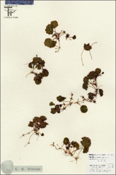 URN_catalog_HBHinton_herbarium_25821.jpg.jpg