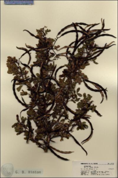 URN_catalog_HBHinton_herbarium_21539.jpg.jpg