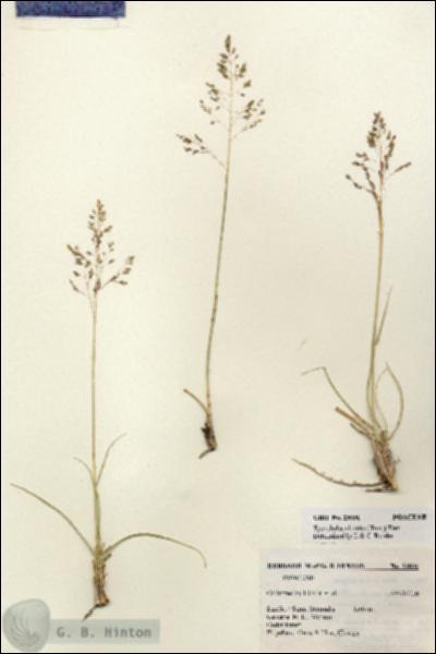 URN_catalog_HBHinton_herbarium_23031.jpg.jpg