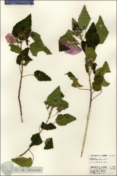 URN_catalog_HBHinton_herbarium_24437.jpg.jpg