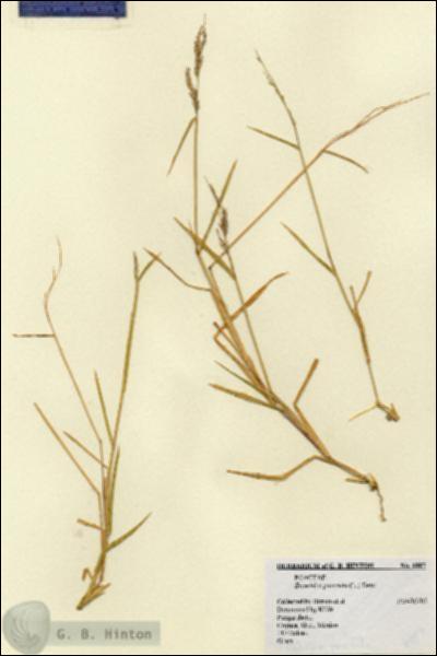 URN_catalog_HBHinton_herbarium_6007.jpg.jpg