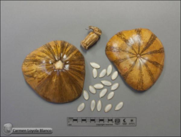 Cucurbita-argyrosperma-subsp-argyrosperma-FS1513.jpg.jpg