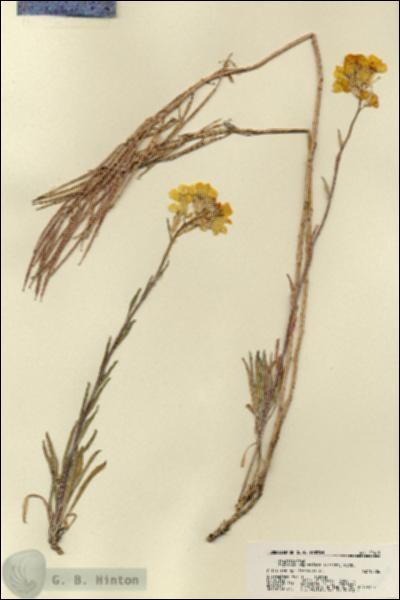 URN_catalog_HBHinton_herbarium_22419.jpg.jpg