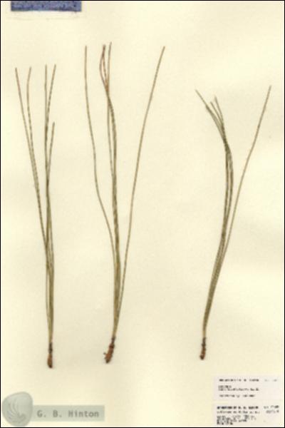 URN_catalog_HBHinton_herbarium_22633.jpg.jpg