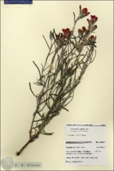 URN_catalog_HBHinton_herbarium_28667.jpg.jpg