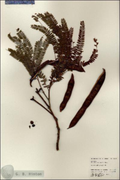 URN_catalog_HBHinton_herbarium_24967.jpg.jpg