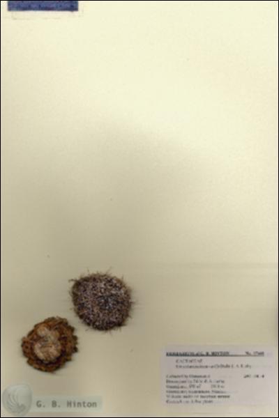 URN_catalog_HBHinton_herbarium_27668.jpg.jpg