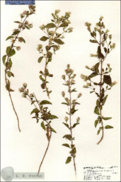 URN_catalog_HBHinton_herbarium_20543.jpg.jpg