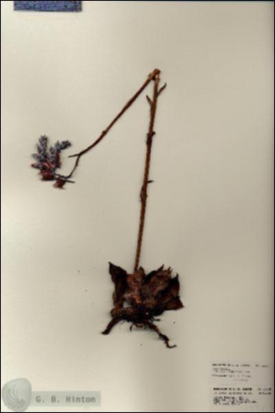 URN_catalog_HBHinton_herbarium_24578.jpg.jpg