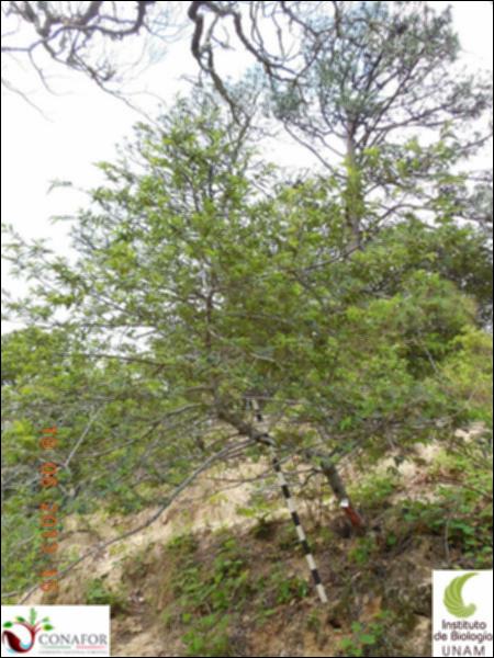 76979_S1_ARC_20130619_001_001.jpg.jpg