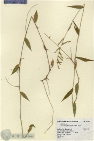 URN_catalog_HBHinton_herbarium_14725.jpg.jpg