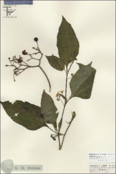 URN_catalog_HBHinton_herbarium_26825.jpg.jpg