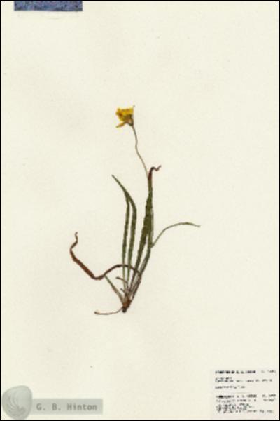 URN_catalog_HBHinton_herbarium_24591.jpg.jpg