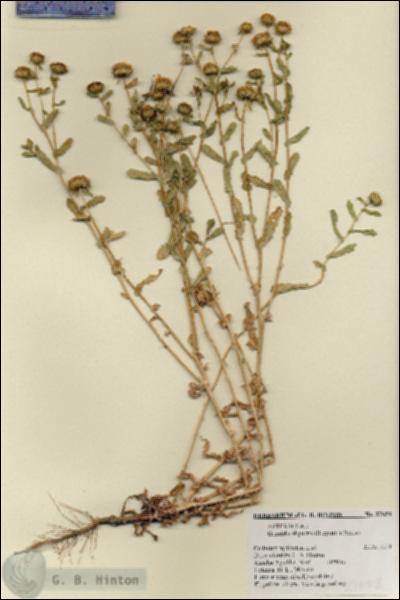 URN_catalog_HBHinton_herbarium_27658.jpg.jpg