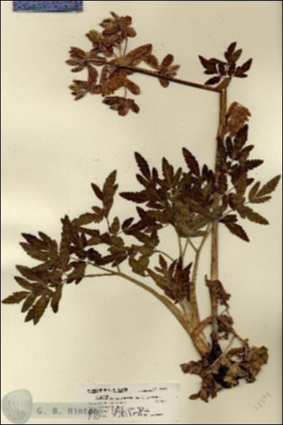 URN_catalog_HBHinton_herbarium_22393.jpg.jpg