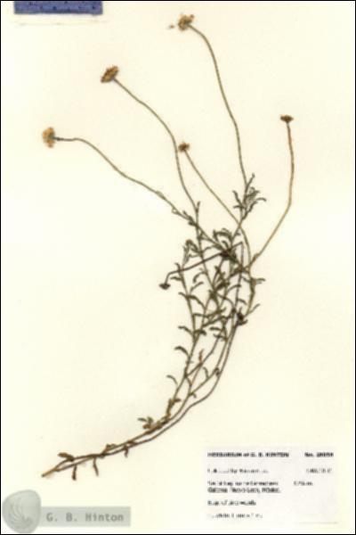 URN_catalog_HBHinton_herbarium_28058.jpg.jpg