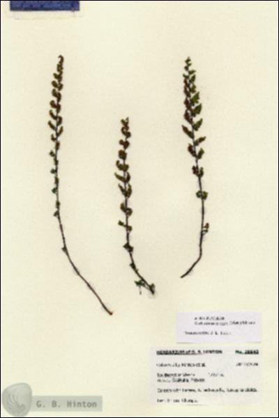 URN_catalog_HBHinton_herbarium_28643.jpg.jpg