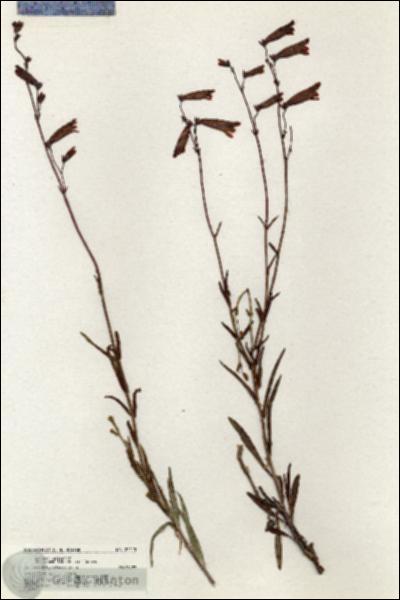 URN_catalog_HBHinton_herbarium_20413.jpg.jpg