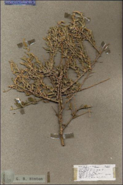 URN_catalog_HBHinton_herbarium_18369.jpg.jpg