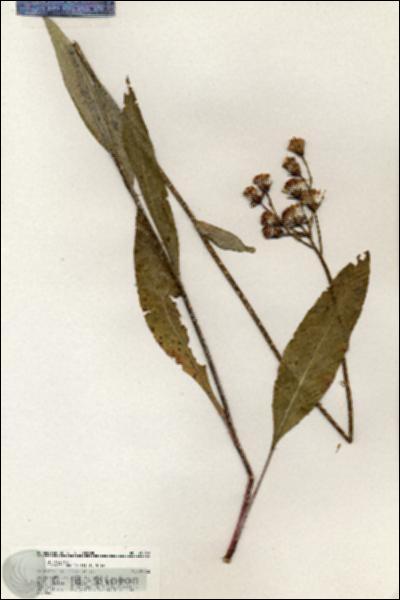 URN_catalog_HBHinton_herbarium_20740.jpg.jpg