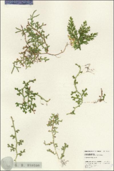 URN_catalog_HBHinton_herbarium_25129.jpg.jpg