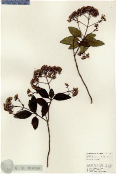 URN_catalog_HBHinton_herbarium_25064.jpg.jpg