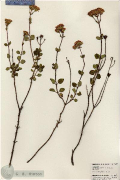 URN_catalog_HBHinton_herbarium_24475.jpg.jpg