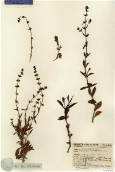 URN_catalog_HBHinton_herbarium_12992.jpg.jpg
