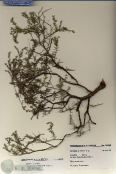 URN_catalog_HBHinton_herbarium_28259.jpg.jpg