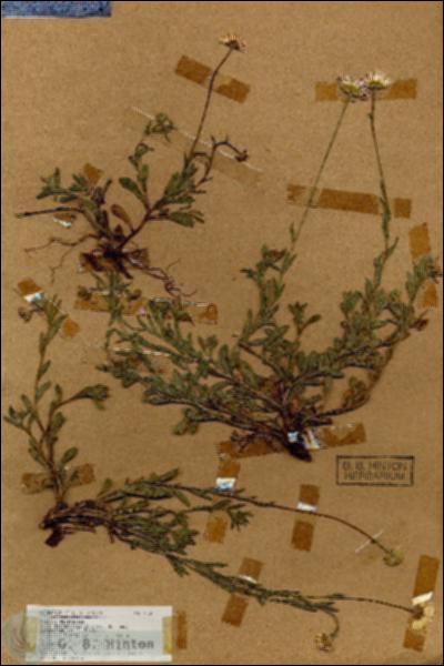URN_catalog_HBHinton_herbarium_17355.jpg.jpg