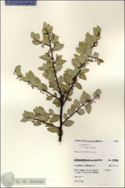 URN_catalog_HBHinton_herbarium_28068.jpg.jpg