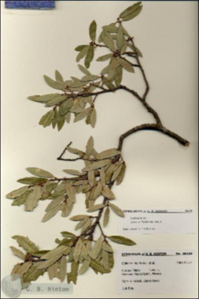 URN_catalog_HBHinton_herbarium_28139.jpg.jpg