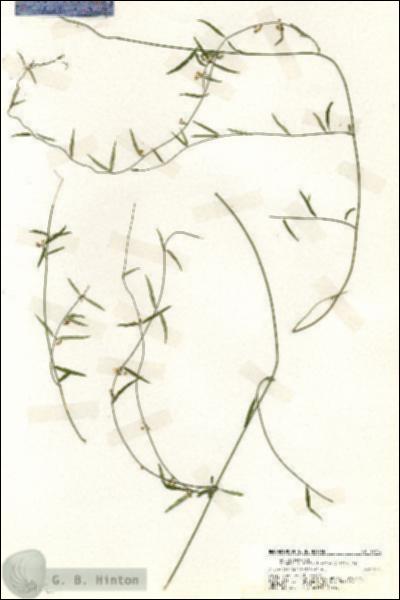 URN_catalog_HBHinton_herbarium_19712.jpg.jpg