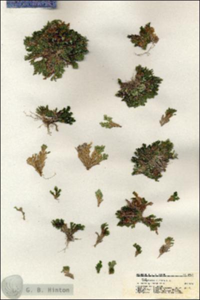 URN_catalog_HBHinton_herbarium_20824.jpg.jpg