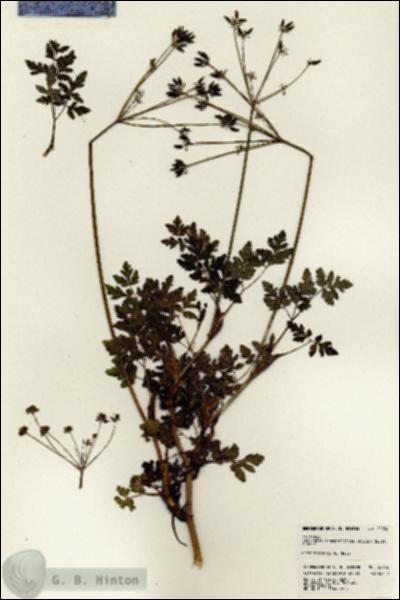 URN_catalog_HBHinton_herbarium_22932.jpg.jpg