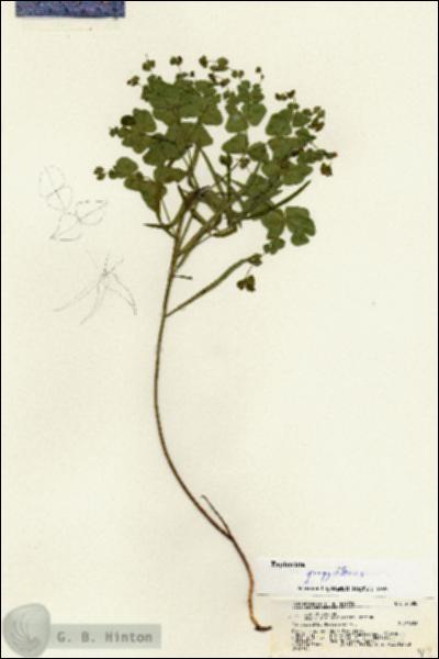 URN_catalog_HBHinton_herbarium_21388.jpg.jpg