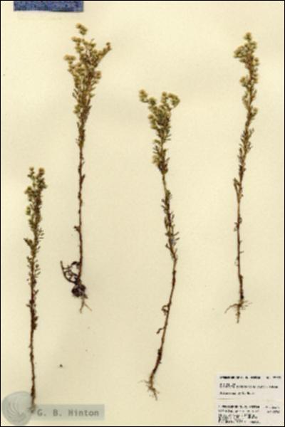 URN_catalog_HBHinton_herbarium_23270.jpg.jpg