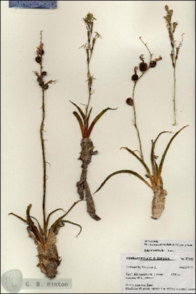URN_catalog_HBHinton_herbarium_27200.jpg.jpg