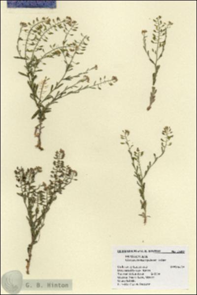 URN_catalog_HBHinton_herbarium_18499.jpg.jpg