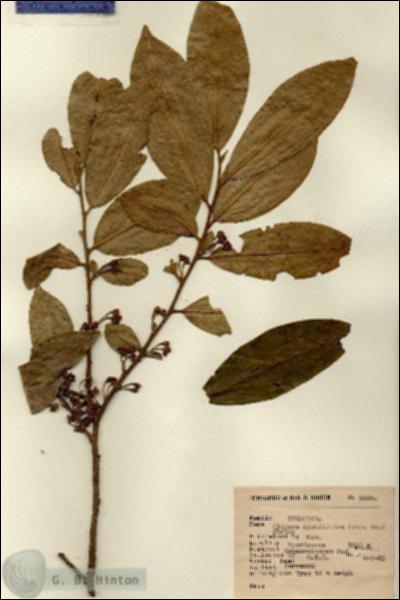 URN_catalog_HBHinton_herbarium_3886.jpg.jpg
