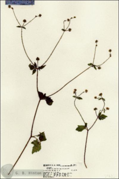 URN_catalog_HBHinton_herbarium_21625.jpg.jpg