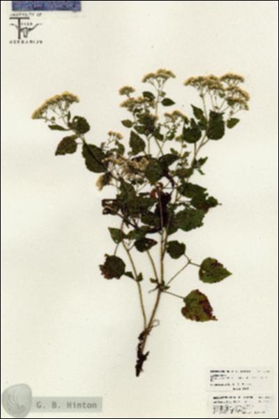URN_catalog_HBHinton_herbarium_26360.jpg.jpg